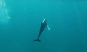 Dolphin Leaps from Water with Gorgeous Coast Backdrop