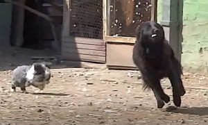 Rabbit hilariously chases playful dog around yard