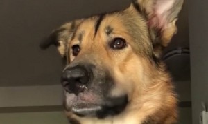 Hilarious Dog Interactions Caught on Camera