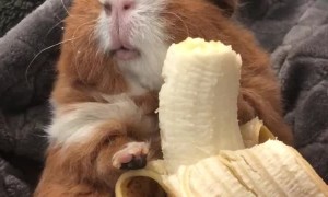 Guinea Pig Bites down on Banana