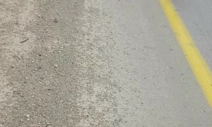 Saving a Turtle from Being Smooshed