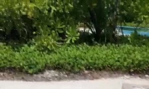 Huge Turtle Pulled Out of the Pool