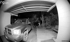 Moose Leaves Surprise Package on Doorstep