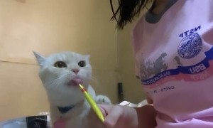 Kitty Holds onto Treat Tightly