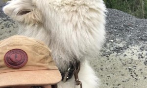 Dog Calls out for Friends on Command