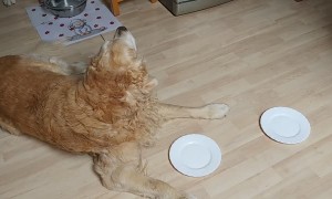 Dogs Race to Finish Dinner