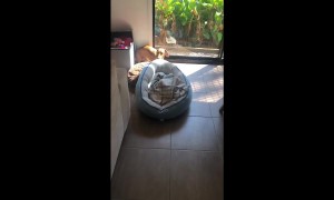 Dog drags bed to be in the sunlight