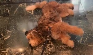 Dog is Done With Walk