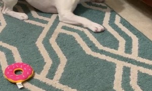 Doggo Doesn't like Snakes