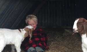 Goat Kid Wants his Human Friend to Come Play