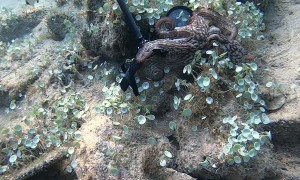 Octopus Tries to Take Camera
