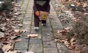 Harry the Adorable Delivery Dog