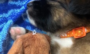 Puppy Gives Teddy Bear Sleep Time Cuddles