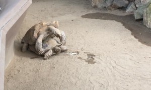 Odd Sound Turns Out to be Turtles