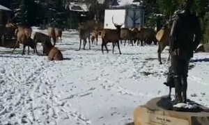 Elk Congregate in Town Park