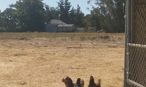 Army of Chickens Follow After Food