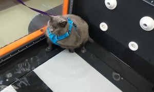 Cat Unsure of Underwater Workout