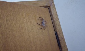 Bathroom Surrendered to Spider