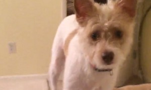Puppy's priceless reaction after seeing owner wear facial mask