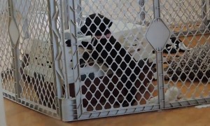 Puppy adorably escapes pen to join doggy friends