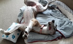 Hilarious Greyhound is Still as a Statue