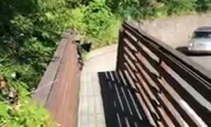 Black Bear Spotted Crossing the Street