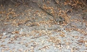 Baby Komodo Takes on Snake