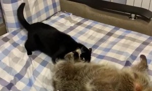 Raccoon Really Wants to Play with Cat
