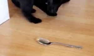Puppy Dog Doesn't Like Spoon
