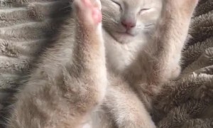 Kitty Finds Weird Way to Stay Comfortable