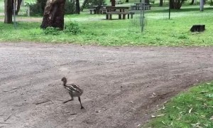 Emu Dad with the Kiddos