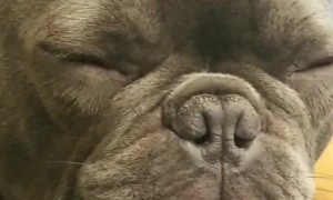 Sleepy Puppy Struggles to Stay Awake