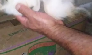 Rescued Kitten Meows for Milk Time