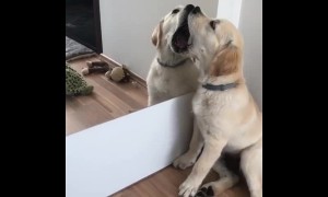 Puppy can't stop kissing his mirror reflection