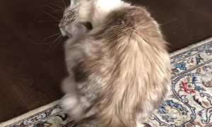 Crazy cat shows off some very weird moves