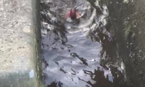 Hop Slip and Swim