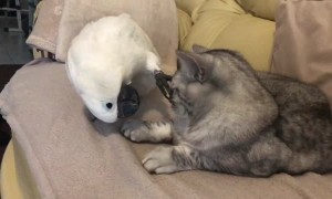 Cockatoo Interupts Cat Nap