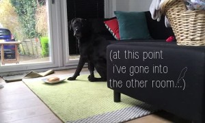 Loyal dog refuses to give in after being tested by owner