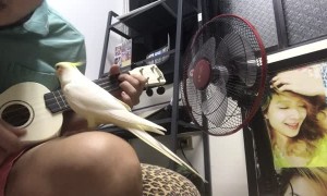 Bird Joins in for Delightful Duet