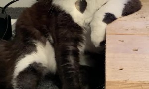 Boss Kitty Observes Owners Watching TV