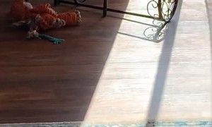 Roomba Takes Houseplant for a Ride