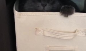 Cat adorably plays inside laundry box