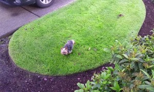 Doggies Handstands Defy Gravity