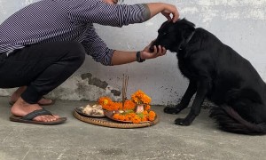 Blessing Man's Best Friend