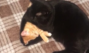 Cute Kitties Cuddle at Bedtime
