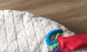 Kitty Meets Her New Roommate