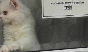 Kitty Provides Twenty-Four Hour Watch