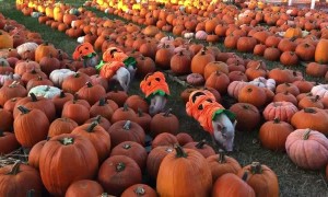 Pigs in a Pumpkin Patch