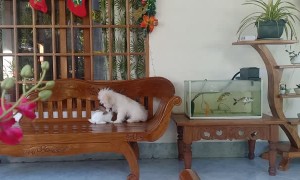 Puppy and Bunny Play Together