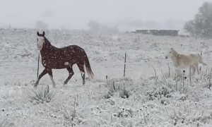 Horses Enjoying the First Snow Fall of the Year